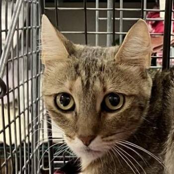 Georgia -  Domestic Short Hair Cat for Adoption in Las Cruces, New Mexico - Georgia | PetCurious