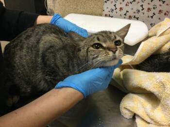 AELIN -  Domestic Short Hair Cat for Adoption in Riverside, California - AELIN | PetCurious