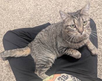 Domestic Short Hair Cats Available for Adoption - Charlene | PetCurious