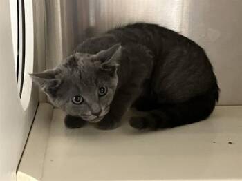 GIDEON -  Domestic Short Hair Cat for Adoption in Tustin, California - GIDEON | PetCurious