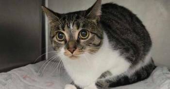 Domestic Short Hair Cats Available for Adoption in Bowling Green, Ohio - Louella | PetCurious