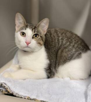 Domestic Short Hair Cats Available for Adoption in Bemidji, Minnesota - Milo | PetCurious