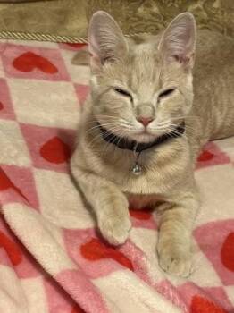 Guillemette `Gilley` -  Domestic Short Hair Cat for Adoption in West Memphis, Arkansas - Guillemette `Gilley` | PetCurious