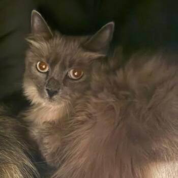Bonbon -  Domestic Short Hair Cat for Adoption in Las Vegas, Nevada - Bonbon | PetCurious