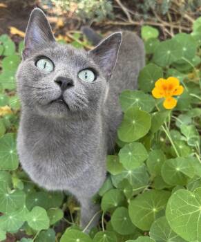 Sheba -  Russian Blue Cat for Adoption in Fresno, California - Sheba | PetCurious