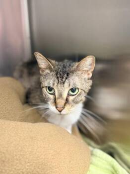 Domestic Short Hair Cats Available for Adoption in Bowling Green, Kentucky - Piggy | PetCurious