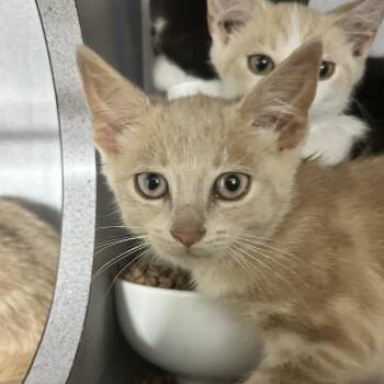 Latte -  Domestic Short Hair Cat for Adoption in Evansville, Indiana - Latte | PetCurious