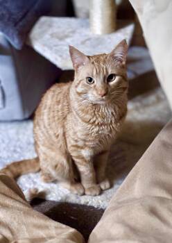 American Shorthair Cats Available for Adoption in Highland Park, New Jersey - Tormund | PetCurious