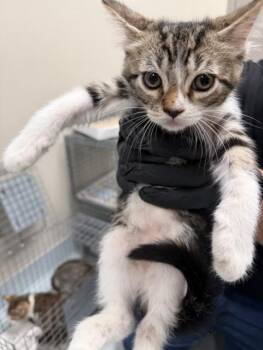 Domestic Short Hair Cats Available for Adoption in Pasadena, Texas - SPEEDY GONZALES | PetCurious