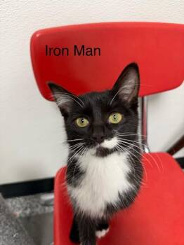 Iron Man -  Domestic Short Hair Cat for Adoption in Bryan, Ohio - Iron Man | PetCurious