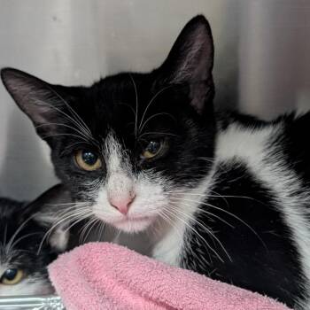 Biggle -  Domestic Short Hair Cat for Adoption in NEW PT RICHEY, Florida - Biggle | PetCurious