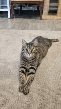 Rescue Domestic Short Hair Cats for Adoption in Pardeeville, Wisconsin - Nikolas | PetCurious