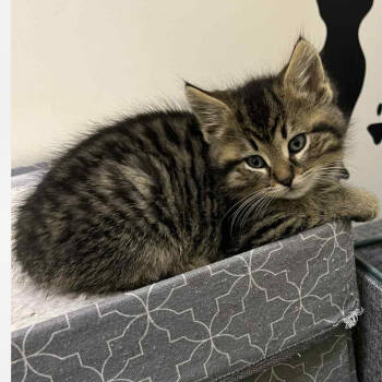 Rescue Domestic Short Hair Cats for Adoption in Huntington, West Virginia - Felix- OKC | PetCurious