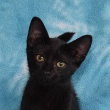 Poof -  Domestic Short Hair Cat for Adoption in Eureka, California - Poof | PetCurious