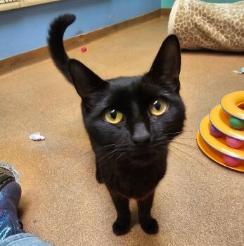 Mellow Monkey -  Domestic Short Hair Cat for Adoption in Norwalk, Connecticut - Mellow Monkey | PetCurious