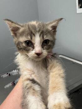 Alto -  Domestic Short Hair Cat for Adoption in Bloomington, Indiana - Alto | PetCurious