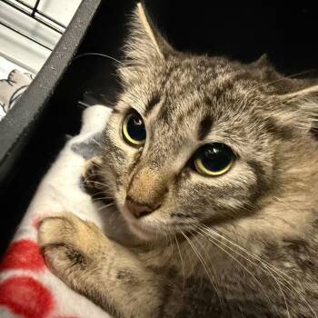 Domestic Short Hair Cats Available for Adoption - Peppa | PetCurious