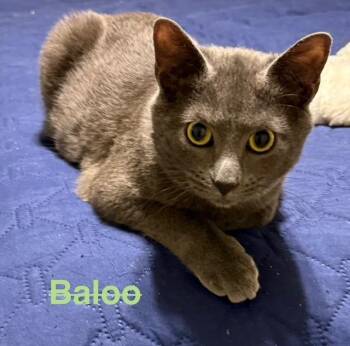 Russian Blue Cats Available for Adoption - Baloo | PetCurious