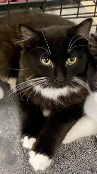 Rescue Domestic Long Hair and Tuxedo Cats for Adoption in Red Bank, New Jersey - Meeko | PetCurious