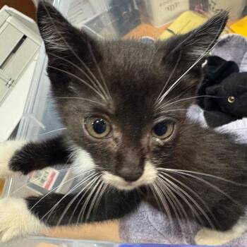 Detective -  Domestic Short Hair Cat for Adoption in Winston-salem, North Carolina - Detective | PetCurious