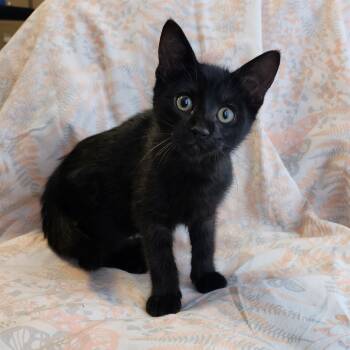 Rescue Domestic Short Hair Cats for Adoption in Monroe, Michigan - Dragonfly | PetCurious