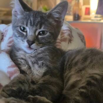 Marinara -  Domestic Short Hair Cat for Adoption in Greenwood, Indiana - Marinara | PetCurious