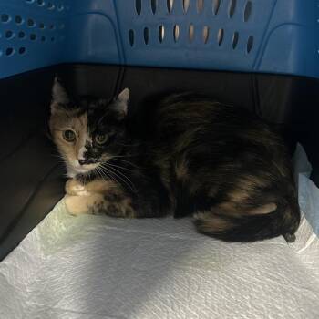 Carson -  Domestic Short Hair Cat for Adoption in Salt Lake City, Utah - Carson | PetCurious