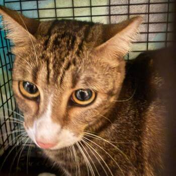 Marble -  Domestic Short Hair Cat for Adoption in Columbus, Georgia - Marble | PetCurious