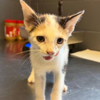 TUSC-Stray-85333_2_3_4_5 -  Domestic Short Hair Cat for Adoption in Tuscaloosa, Alabama - TUSC-Stray-85333_2_3_4_5 | PetCurious