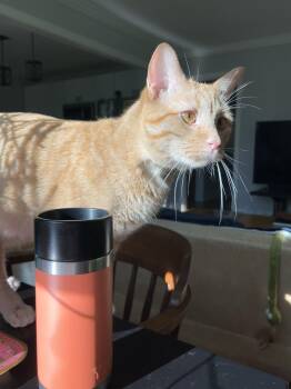 Rescue Domestic Short Hair Cats for Adoption in Nashville, Tennessee - Boots + Beans (bonded Pair) | PetCurious