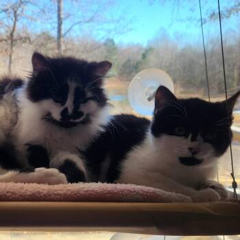 American Shorthair Cats Available for Adoption in Roanoke, Alabama - Mystique | PetCurious