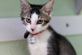 Meowyl Streep -  Domestic Short Hair Cat for Adoption in Hot Springs, Arkansas - Meowyl Streep | PetCurious