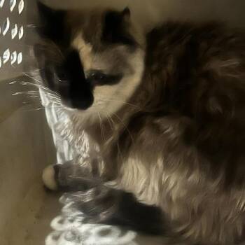 Felicity -  Snowshoe and Domestic Long Hair Cat for Adoption in Sioux Falls, South Dakota - Felicity | PetCurious