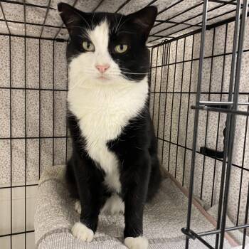 Rescue Domestic Short Hair Cats for Adoption in Cannington, Ontario - Dexter | PetCurious