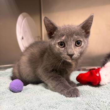 Rava -  Domestic Short Hair Cat for Adoption in Milton, Florida - Rava | PetCurious