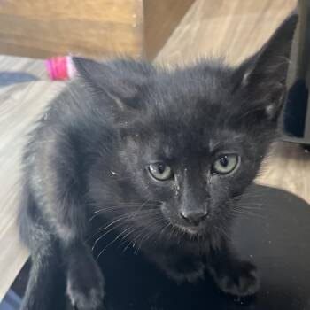 Domestic Short Hair Cats Available for Adoption in Pleasanton, California - Crest | PetCurious