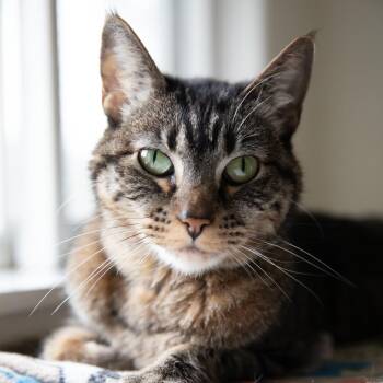 Domestic Short Hair Cats Available for Adoption in Chilliwack, British Columbia - Abby | PetCurious