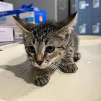 Fennel -  Domestic Short Hair Cat for Adoption in Livingston, Texas - Fennel | PetCurious