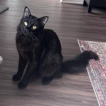 Cash - Home to Home -  Domestic Long Hair Cat for Adoption in South Elgin, Illinois - Cash - Home To Home | PetCurious