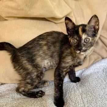 Rose Petal -  Domestic Short Hair Cat for Adoption in Williston, Florida - Rose Petal | PetCurious