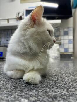 Snow -  Persian Cat for Adoption in Toronto, Ontario - Snow | PetCurious