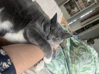 Muffin and Bagel. Bonded -  Manx Cat for Adoption in Charlotte, North Carolina - Muffin And Bagel. Bonded | PetCurious