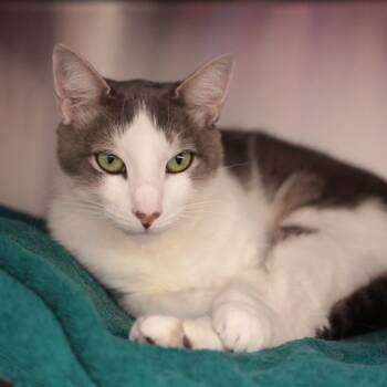 Rescue Domestic Short Hair Cats for Adoption in Goleta, California - Gregorio | PetCurious