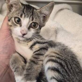 Jasper -  Domestic Short Hair Cat for Adoption in Norman, Oklahoma - Jasper | PetCurious