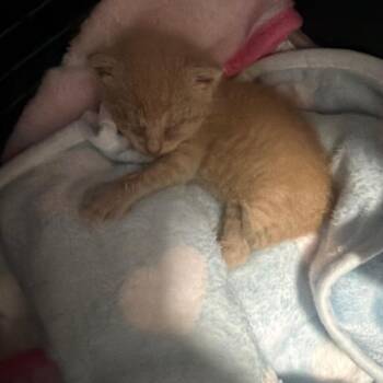 Mugatu -  Domestic Short Hair Cat for Adoption - Mugatu | PetCurious
