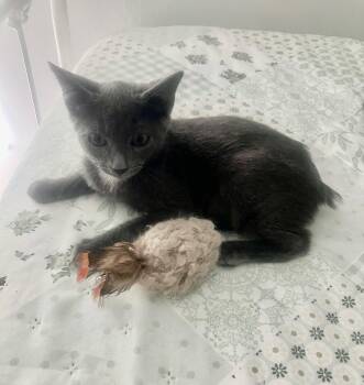 Almond -  Domestic Short Hair Cat for Adoption in Oviedo, Florida - Almond | PetCurious