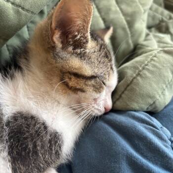 Pizzaface -  Domestic Short Hair Cat for Adoption in Chicago, Illinois - Pizzaface | PetCurious