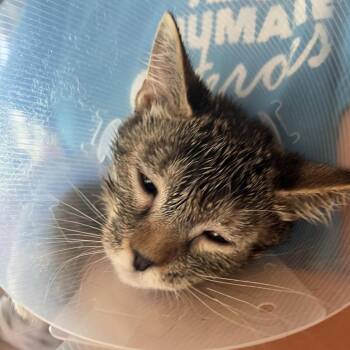 Vex -  Domestic Short Hair Cat for Adoption in Leander, Texas - Vex | PetCurious