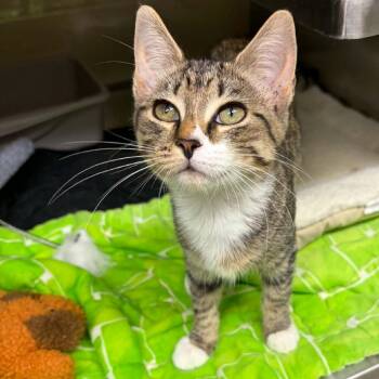 Sierra Mist -  Domestic Short Hair Cat for Adoption in Concord, North Carolina - Sierra Mist | PetCurious