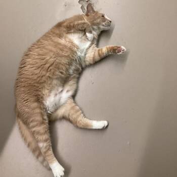 Domestic Short Hair Cats Available for Adoption in Pittsford, Vermont - Coral | PetCurious
